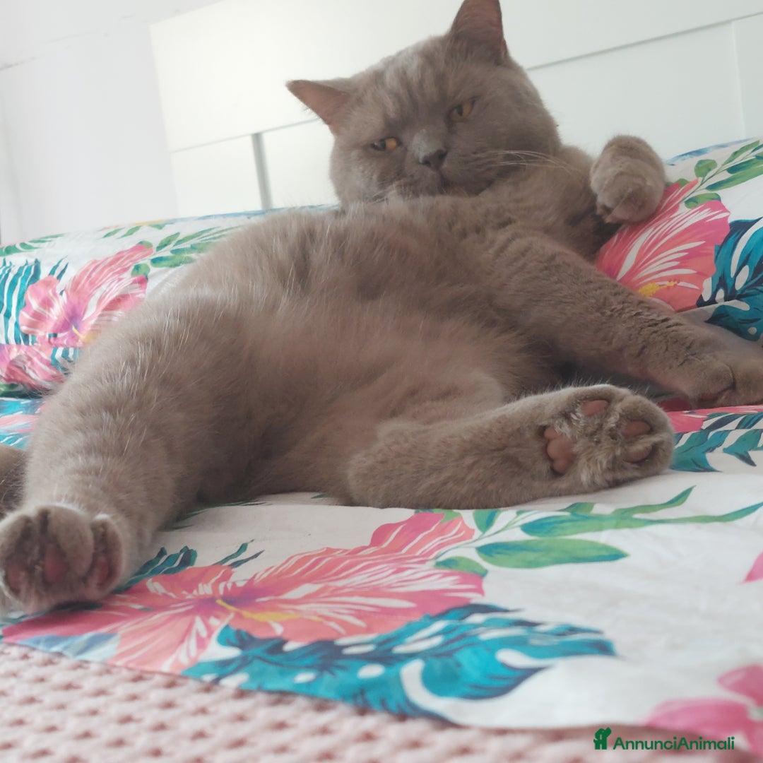 British gatti in regalo: Pippo cerca una famiglia - Annuncio 2