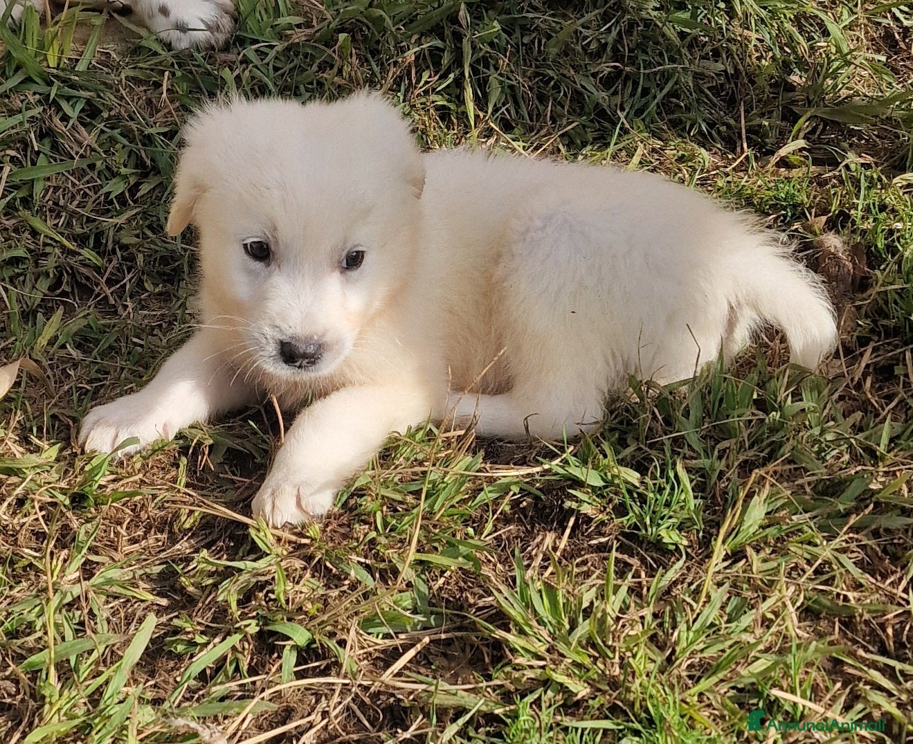 Pastore Maremmano cani Rubacuori - Annuncio 2