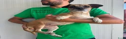 Meticcio cani in regalo: CUCCIOLA tg PIccola - Annuncio 2