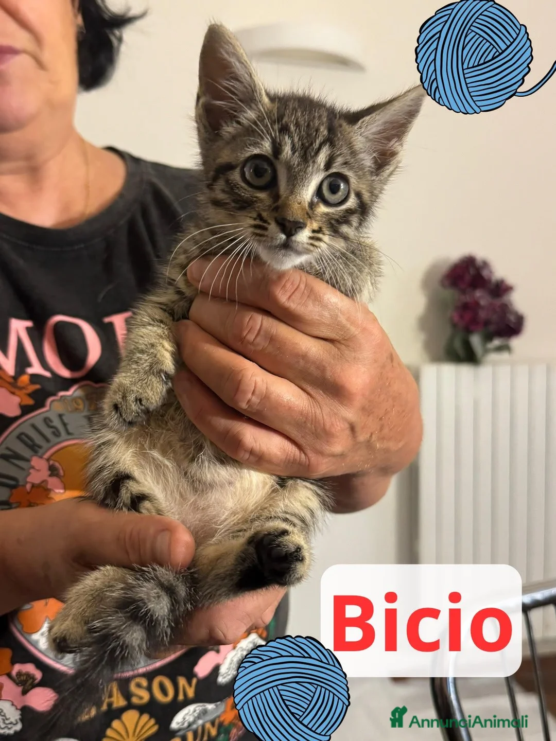 Meticcio gatti in regalo: Bicio  - Annuncio 1