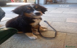 Bovaro del Bernese cani in vendita: Bernerdok's Aunts Cuccioli Y a Città Metropolitana di Torino - Immagine 19