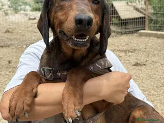 Alpenlaendische Dachsbracke cani NOXY, piccola DACHSBRACKE super coccolona! - Annuncio 17