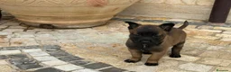 Pastore Belga cani in vendita: Splendidi cuccioli di Pastore Belga Malinois  - Annuncio 17