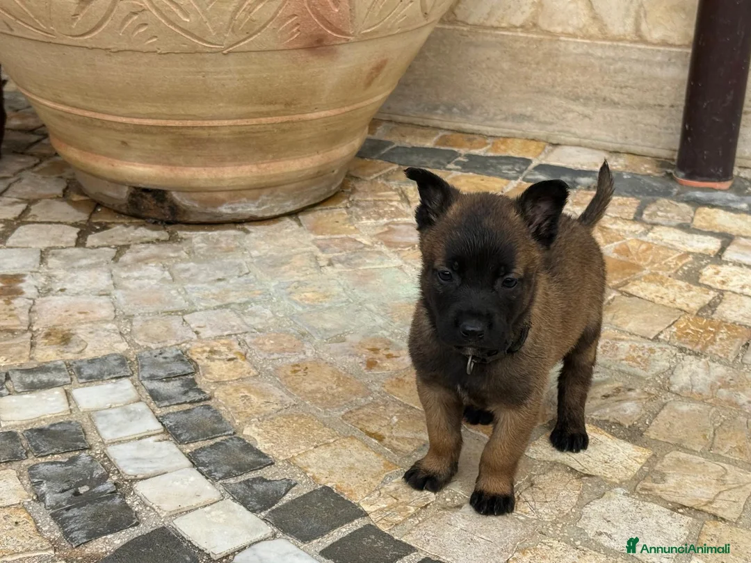 Pastore Belga cani in vendita: Splendidi cuccioli di Pastore Belga Malinois  - Annuncio 17