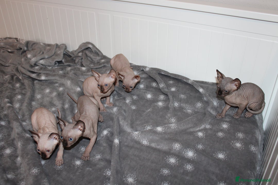 Sphynx gatti in vendita: Vendo cuccioli di sphynx a Provincia di Massa e Carrara - Immagine 13