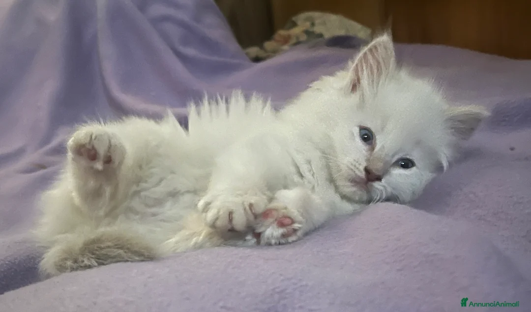 Ragdoll gatti in vendita: Ragdoll cucciola con pedigree  - Annuncio 7