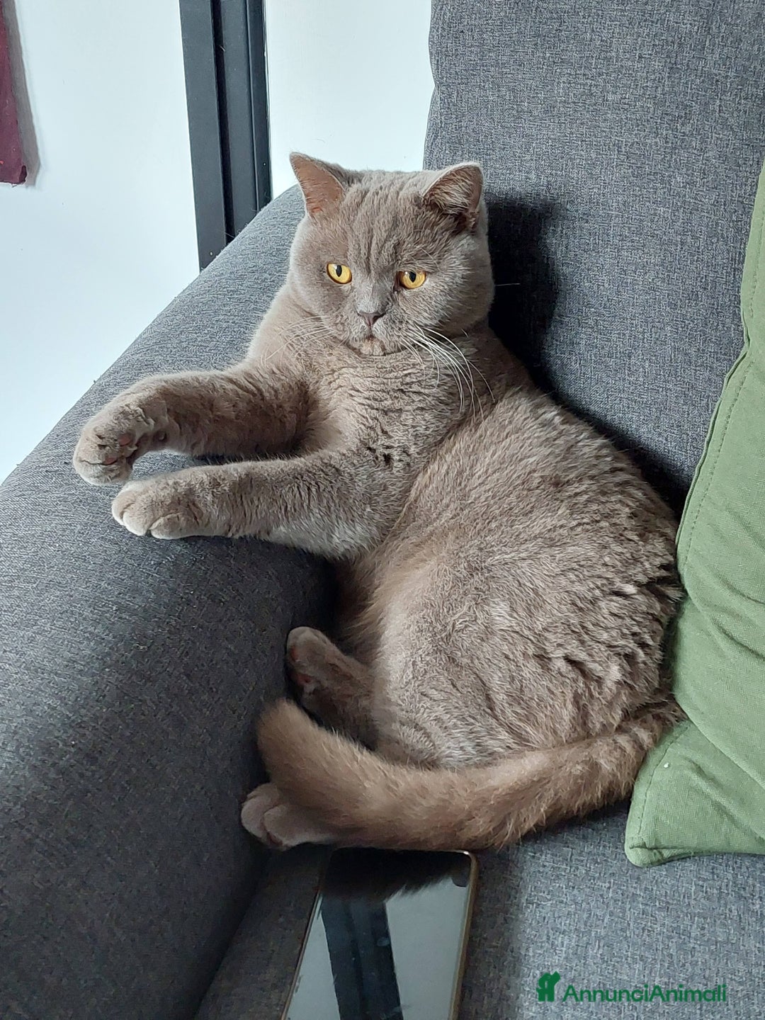 British gatti in regalo: Pippo cerca una famiglia - Annuncio 3