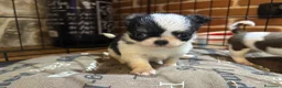 Chihuahua cani in vendita: Chihuahua pedigree Enci - DNA depositato  - Annuncio 5