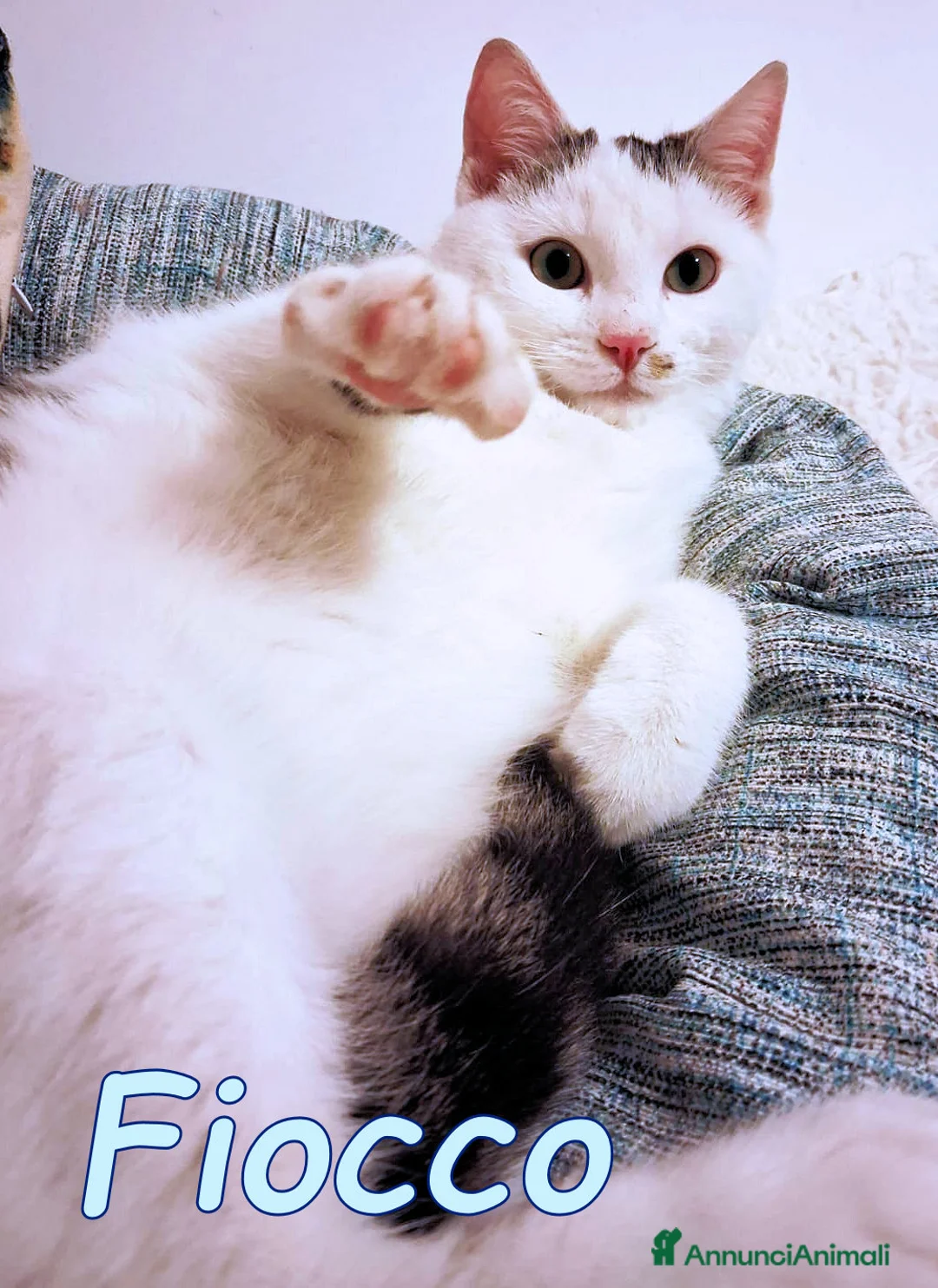 Europeo gatti in regalo: FIOCCO UN GATTINO DOLCISSIMO - Annuncio 3