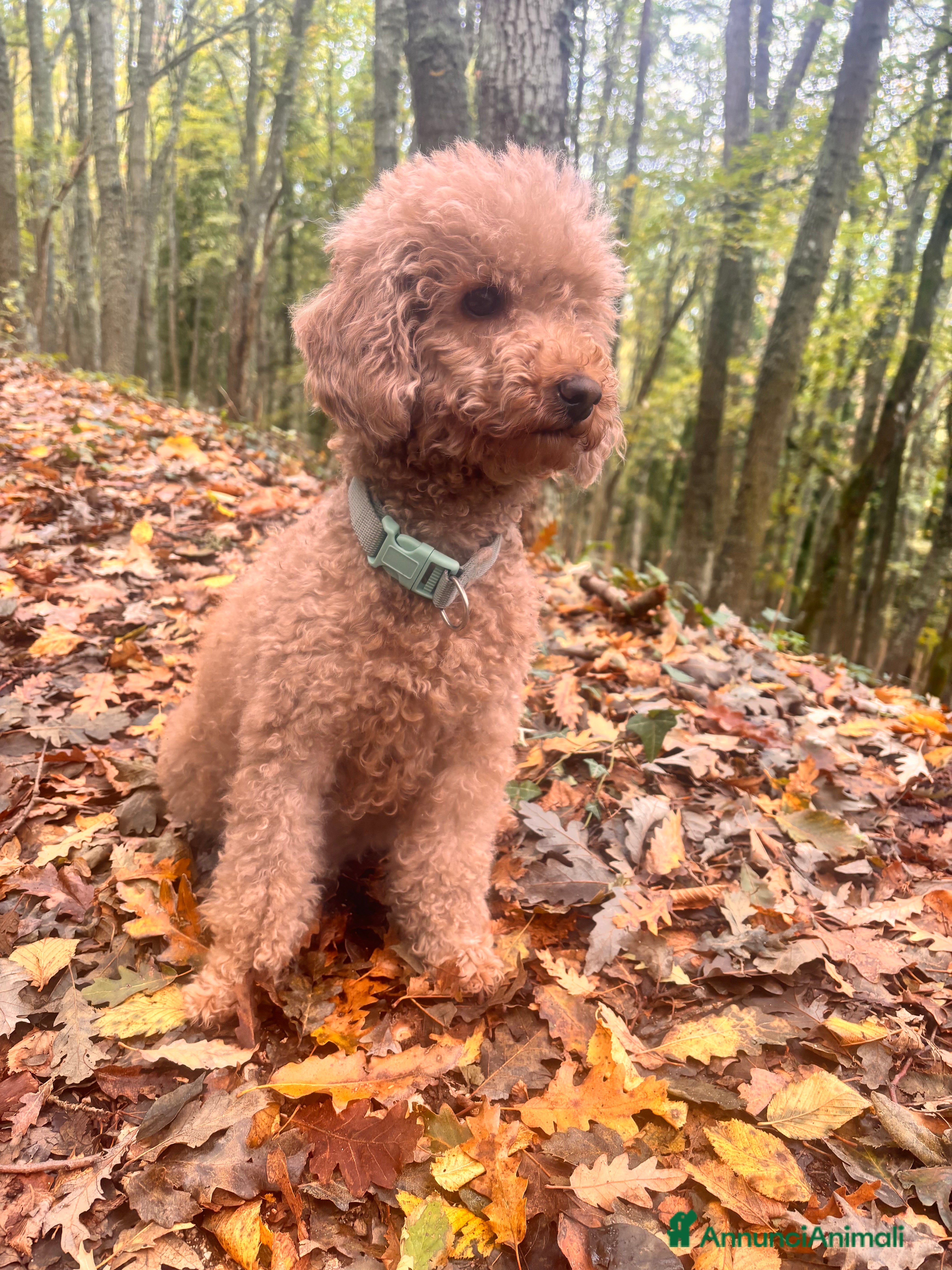 Barbone cani Barbone - Annuncio 10