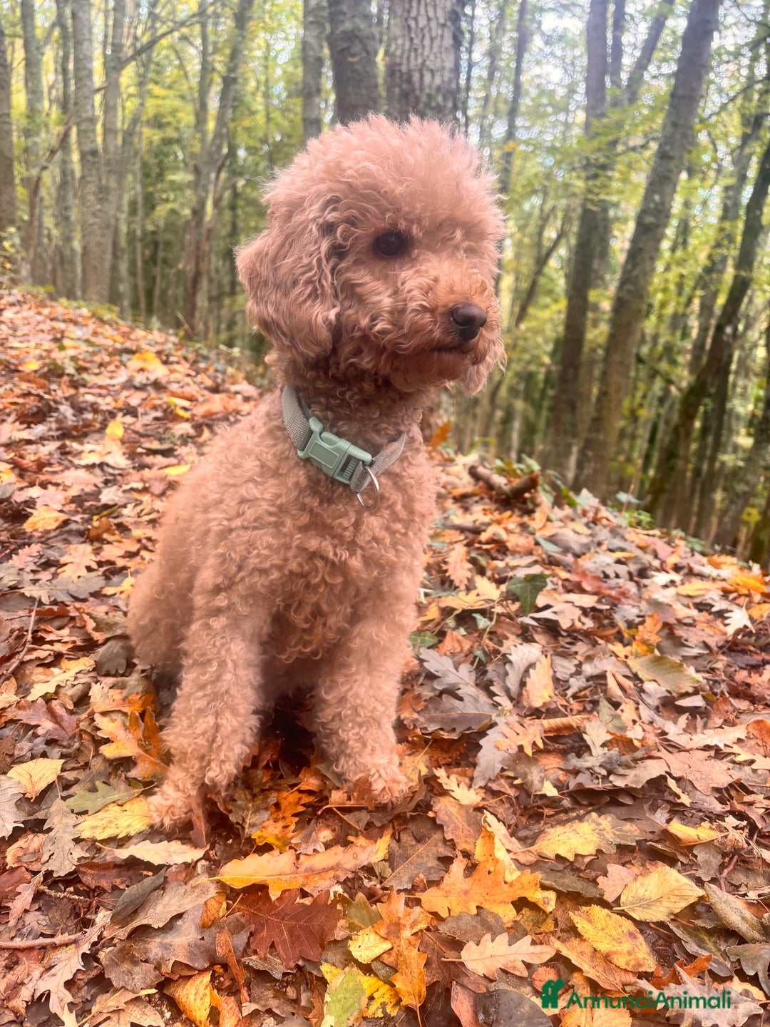 Barbone cani in vendita: Barbone - Annuncio 1