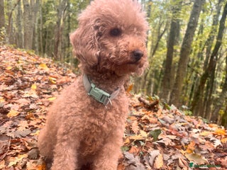 Barbone cani Barbone - Annuncio 4