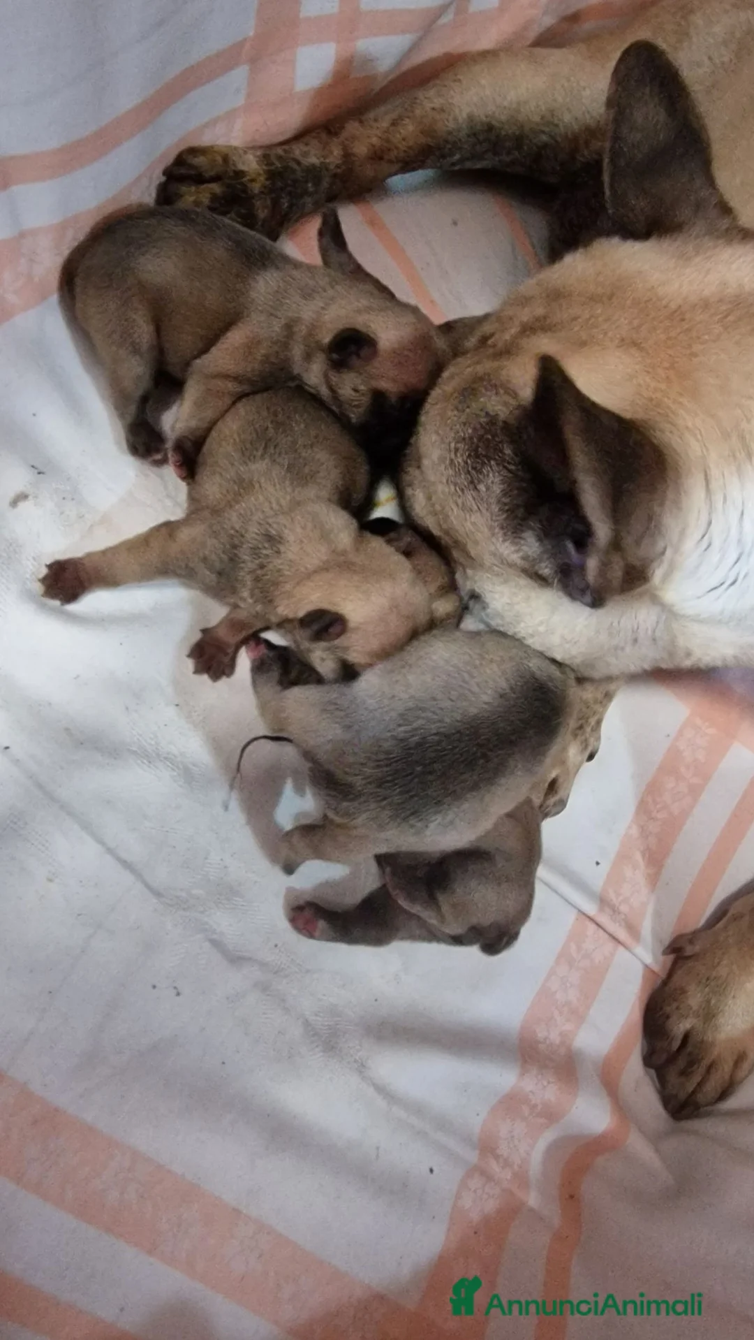 Bulldog Francese cani in vendita: Bulldog francese cuccioli a Città metropolitana di Roma Capitale - Annuncio 6