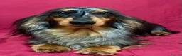 Bassotto cani in vendita: DISPONIBILE MASCHIO A PELO LUNGO  - Annuncio 8