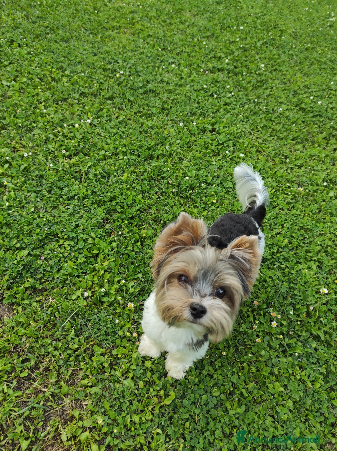 Biewer Terrier cani per accoppiamento: Femmina di Biewer Terrier cerca fidanzato - Annuncio 3