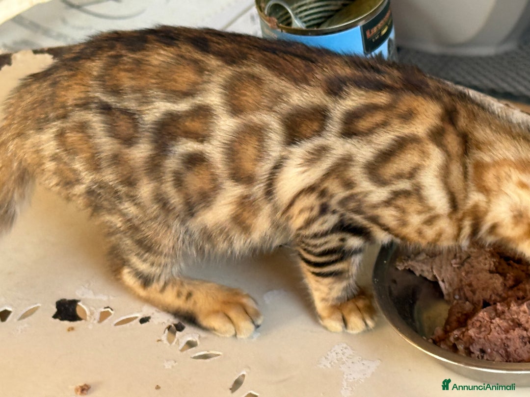 Bengala gatti in vendita: Bellissimi cuccioli  a Città metropolitana di Roma Capitale - Immagine 18