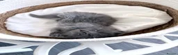 Siberiano gatti in vendita: Gattini siberiani - Annuncio 2