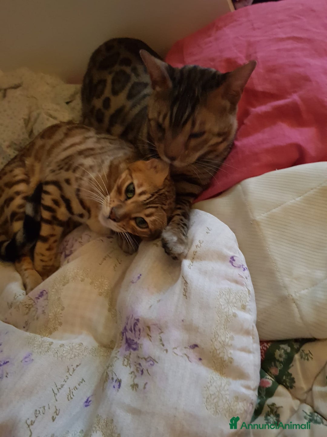 Bengala gatti in vendita: dolcissimi cuccioli di Bengala con pedigree  - Annuncio 12