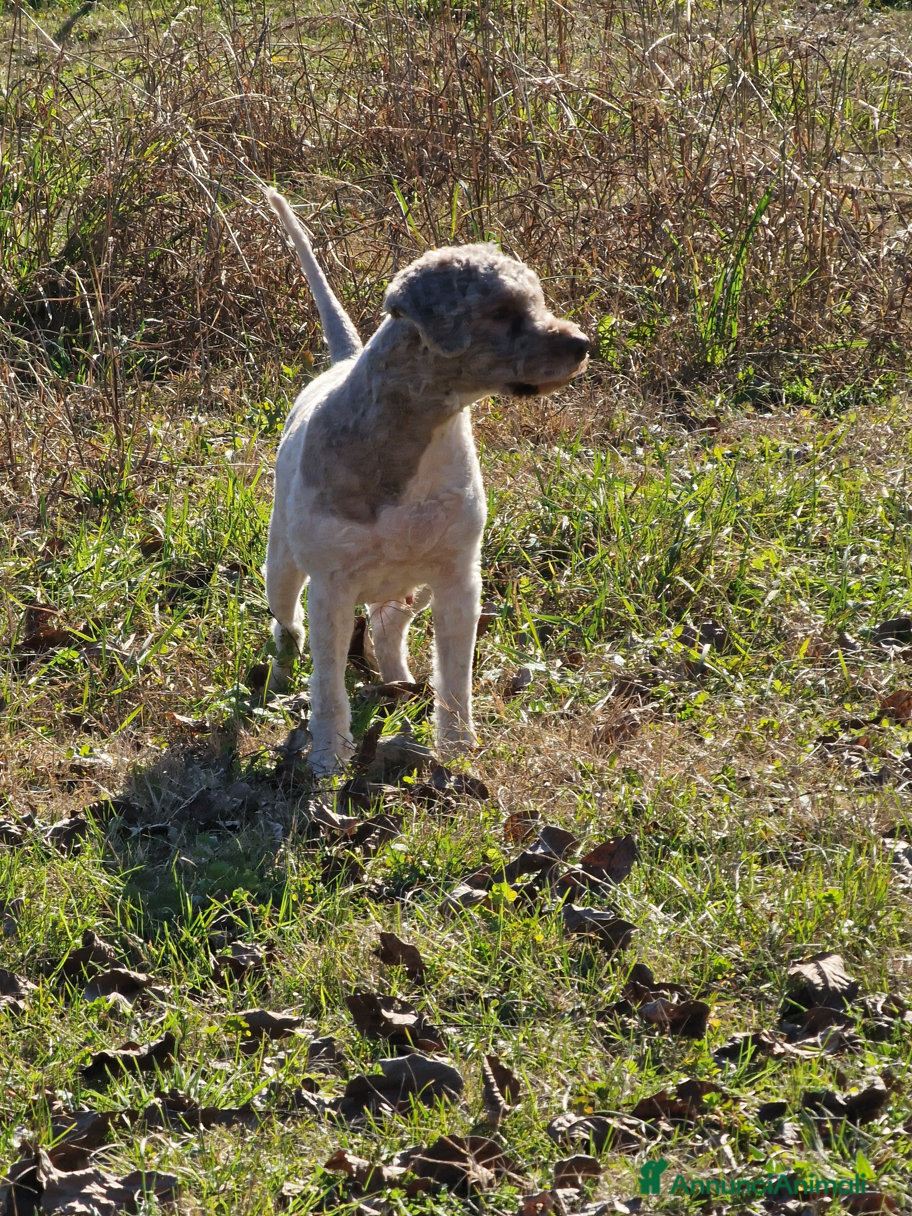 Lagotto cani Cucciolo bianco e marrone di lagotto romagnolo - Annuncio 2