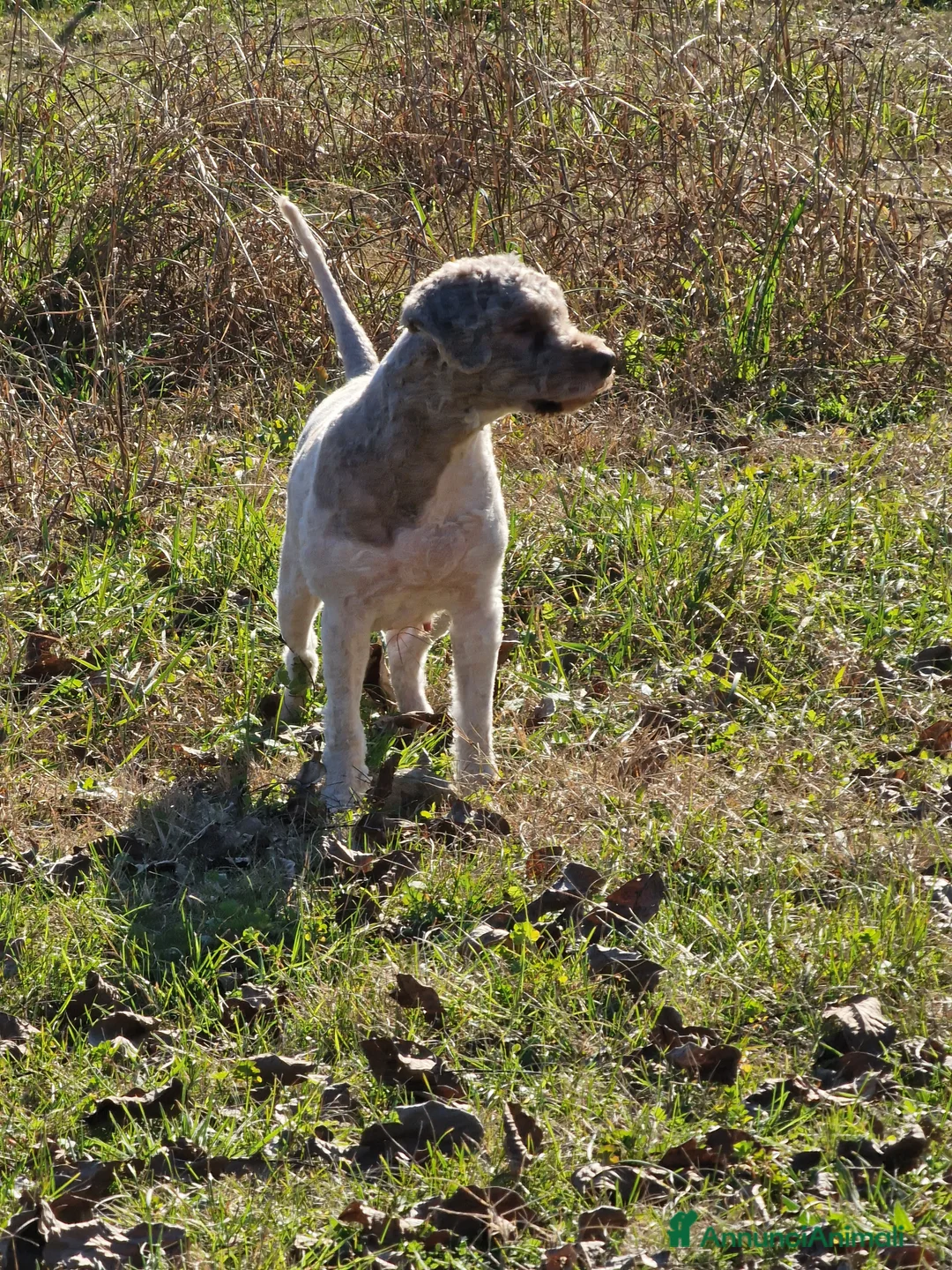 Lagotto cani in vendita: Cucciolo bianco e marrone di lagotto romagnolo - Annuncio 2
