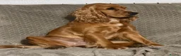 Cocker cani in vendita: Cuccioli di cocker  - Annuncio 1