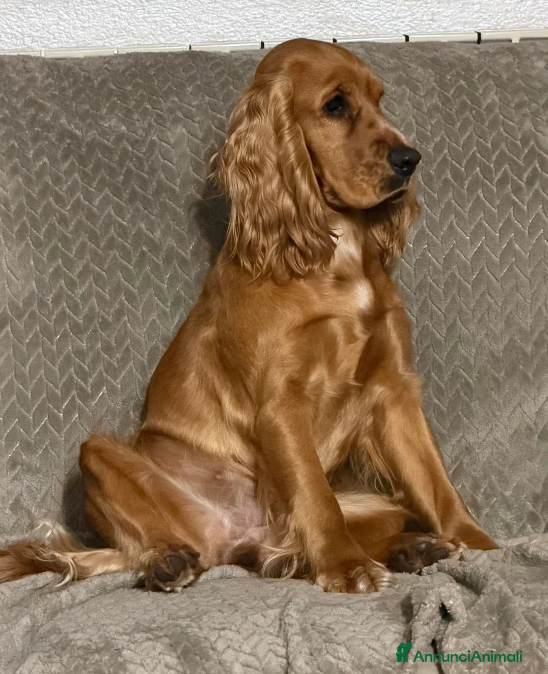 Cocker cani in vendita: Cuccioli di cocker  - Annuncio 1