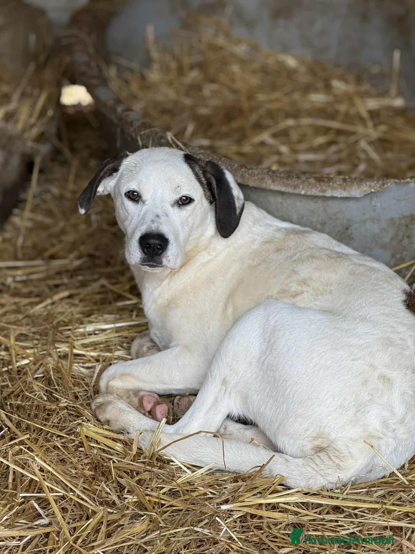 Meticcio cani BALINA, cucciola mix DOGO ARGENTINO. Tenerissima!! - Annuncio 2