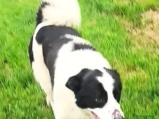 Meticcio cani BRANDO giovane e giocherellone! - Annuncio 1