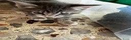 Meticcio gatti in vendita: Gattino - Annuncio 9