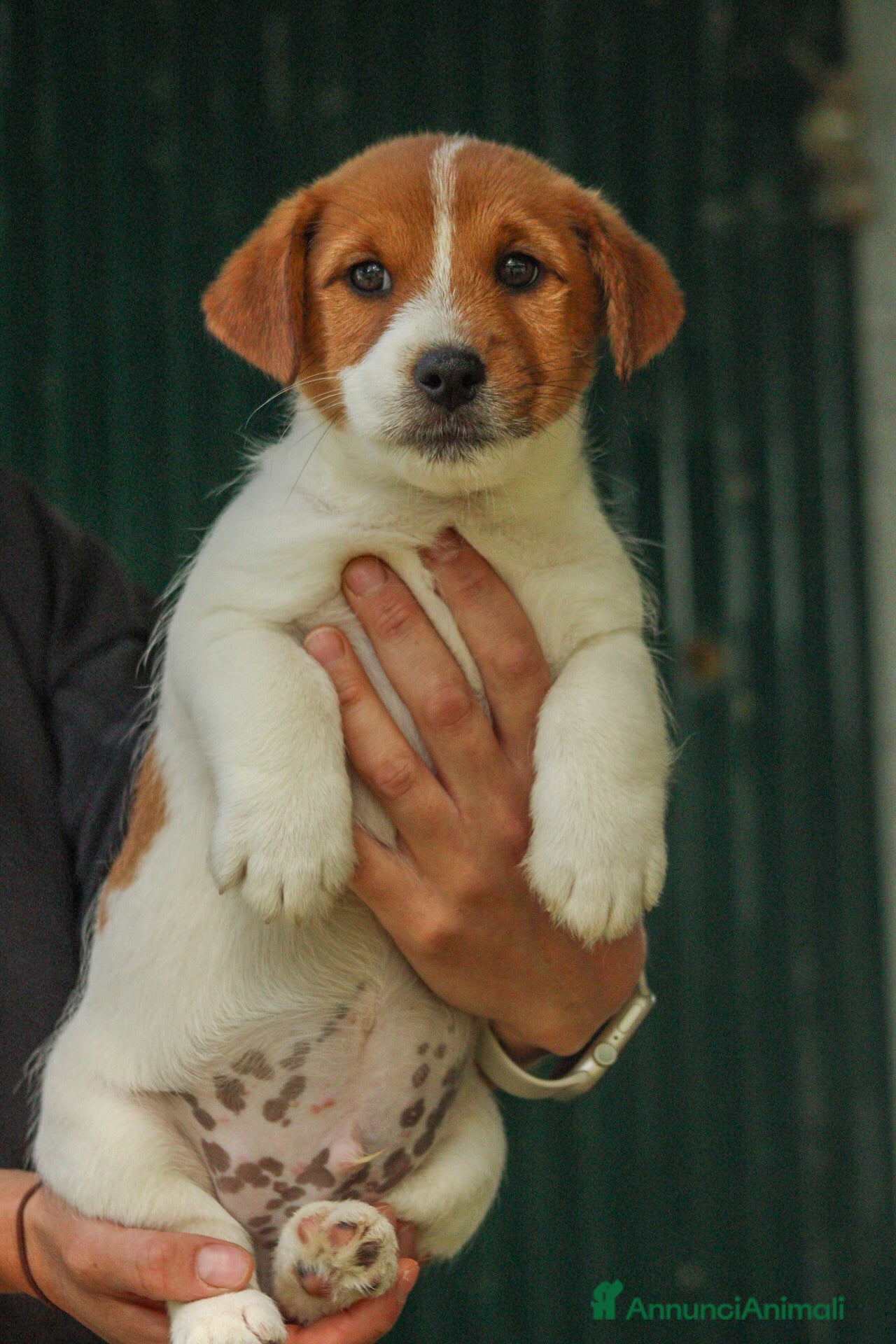 Jack Russell cani Splendidi cuccioli di jack Russell terrier  - Annuncio 2
