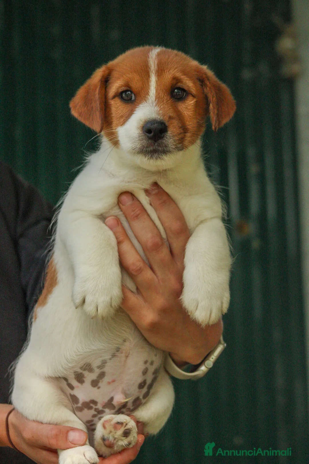 Jack Russell cani in vendita: Splendidi cuccioli di jack Russell terrier  - Annuncio 2