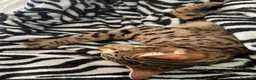 Bengala gatti in vendita: Gatto bengala a Provincia di Varese - Annuncio 11