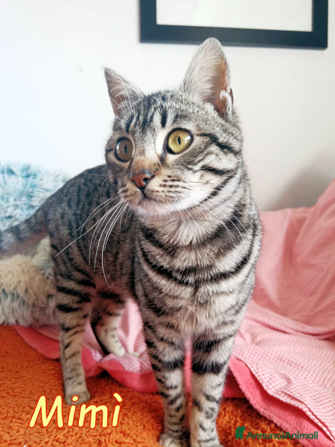 Europeo gatti in regalo: DOLCISSIMA GATTINA MIMI' - Annuncio 6