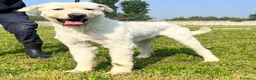 Meticcio cani in regalo: BELLE BELLISSIMO CERCA CASA - Annuncio 7