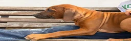 Rhodesian Ridgeback cani in vendita: Cuccioli di razza Rhodesian Ridgeback  - Annuncio 7