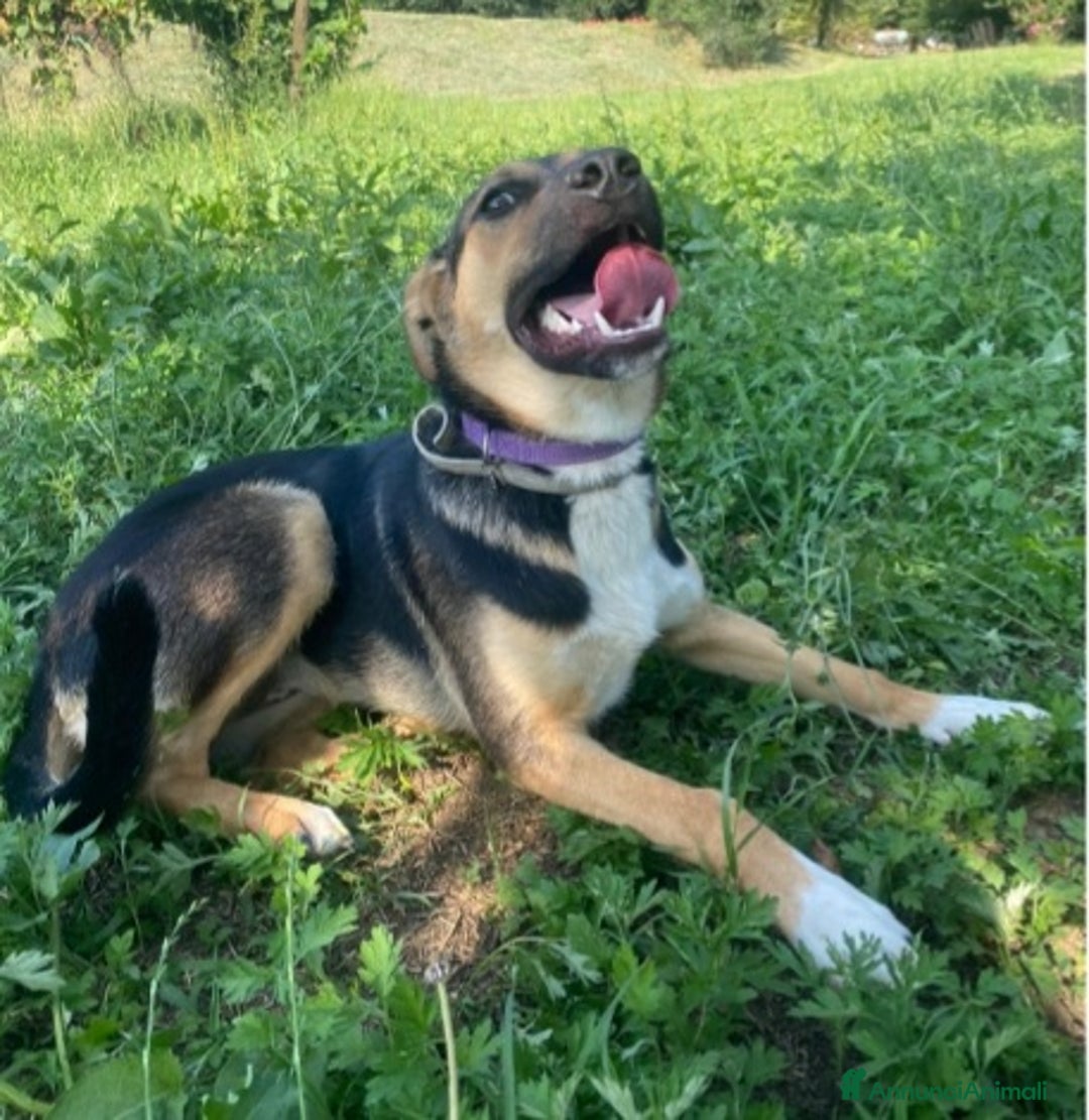 Meticcio cani in regalo: Pastorina 10mesi tg media PADOVA URGE CASA a Città metropolitana di Milano - Immagine 3