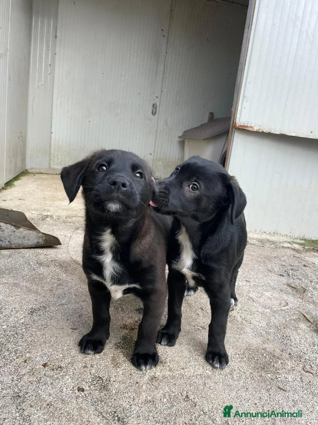 Meticcio cani in regalo: MAX E VITTORIA - Annuncio 12
