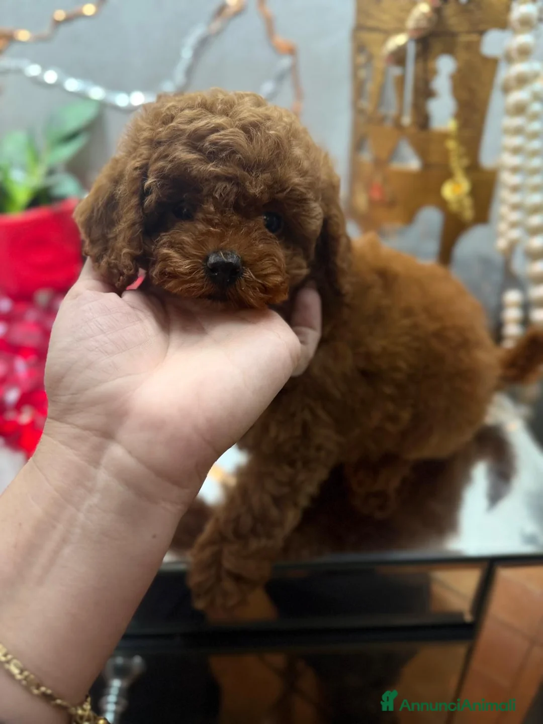 Barboncino Toy cani in vendita: Barboncine toy  - Annuncio 2