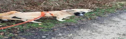 Meticcio cani in regalo: Albicocca: 7 mesi adozione del cuore  - Annuncio 10
