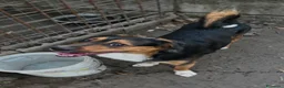 Meticcio cani in regalo: jack cucciolo tenerissimo - Annuncio 2