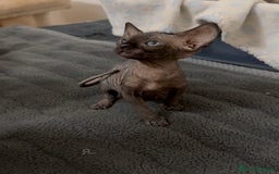 Sphynx gatti in vendita: Sphynx canadian black con pedigree a Provincia di Modena - Immagine 3