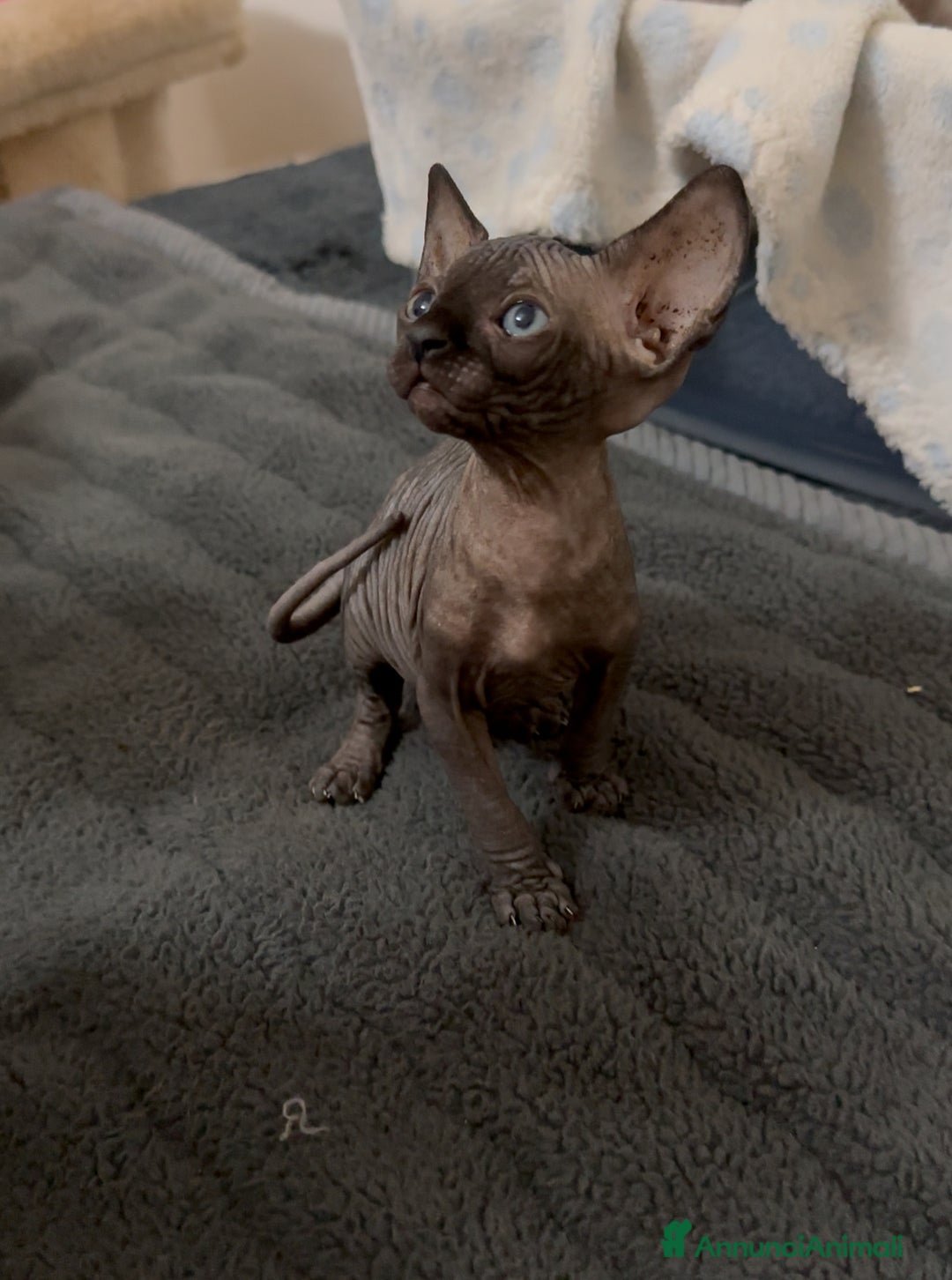 Sphynx gatti in vendita: Sphynx canadian black con pedigree a Provincia di Modena - Immagine 3