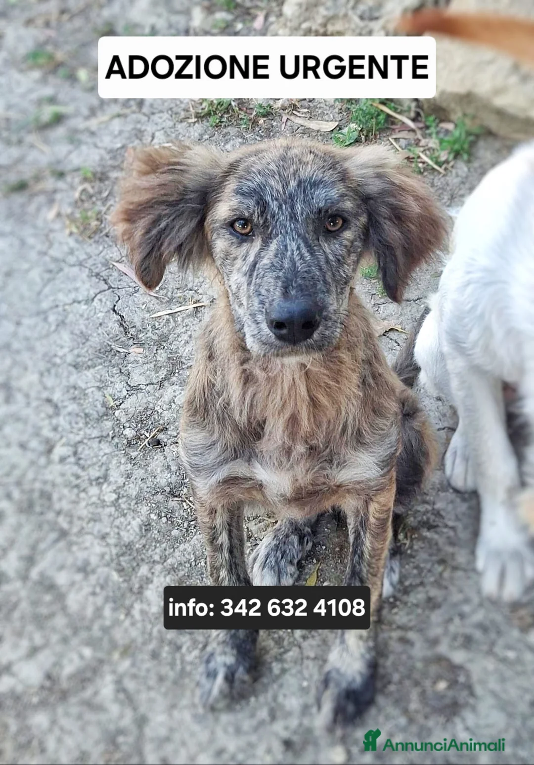 Meticcio cani in regalo: BRESAOLA 🩷 osserva tutto. E impara in fretta. a Provincia di Padova - Annuncio 1