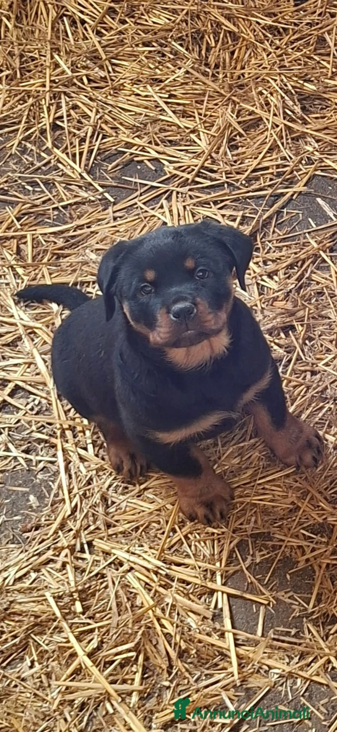 Rottweiler cani in vendita: Cuccioli di Rottweiler  - Annuncio 6