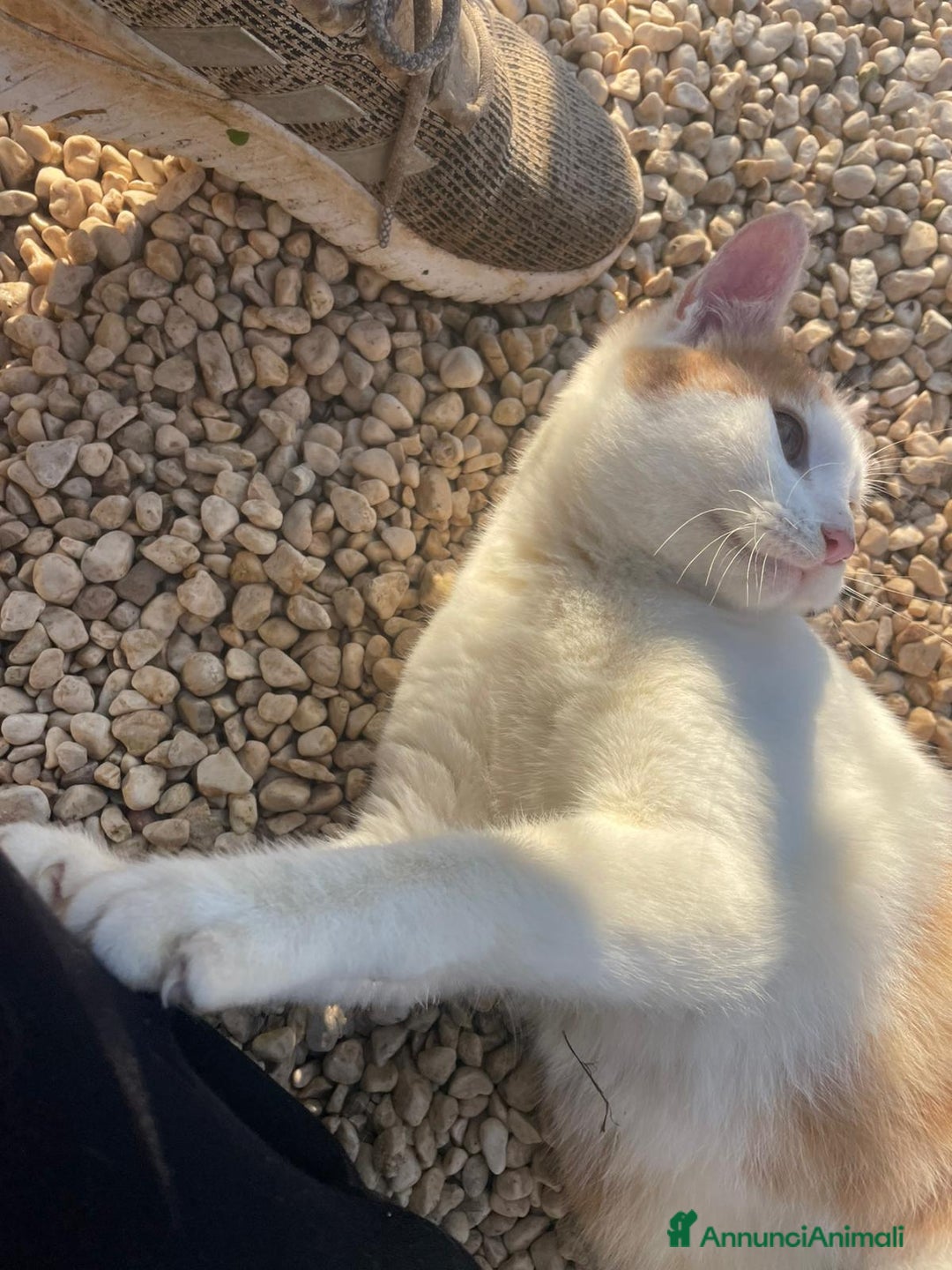 Meticcio gatti in regalo: TENERO GATTINO ROSSO - Annuncio 7