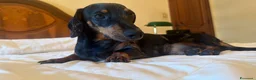 Bassotto Nano cani per accoppiamento: Gennarino cerca fidanzata - Annuncio 3