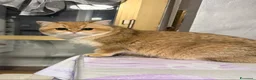 British gatti in vendita: British maschio  - Annuncio 2