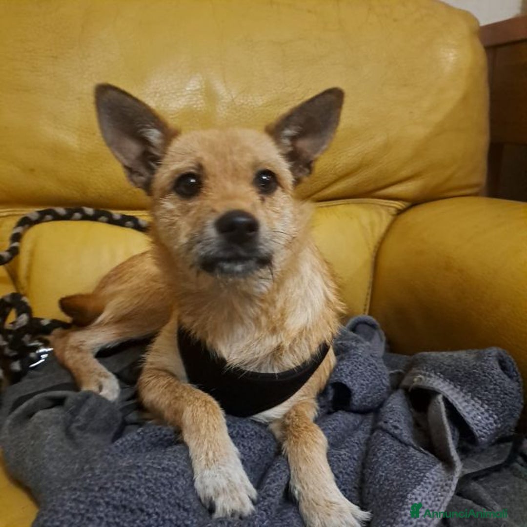 Meticcio cani in regalo: STELLA 18mesi bella piccoletta - Annuncio 1