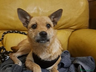 Meticcio cani STELLA 18mesi bella piccoletta - Annuncio 3