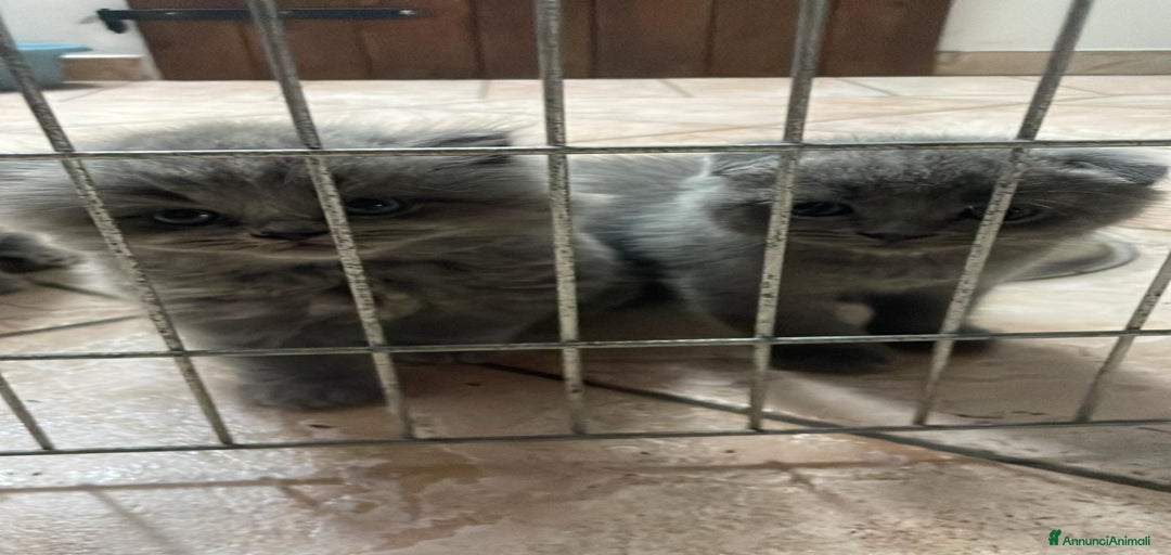 Immagine della galleria {{count}}